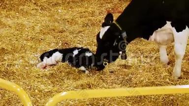 荷斯坦奶牛妈妈用舌头舔了舔她刚出生的小牛，小牛躺在稻草床上